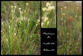 Attēlu rezultāti vaicājumam “Rhynchospora alba fruit”