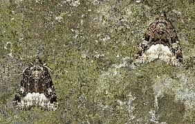 Attēlu rezultāti vaicājumam “Protodeltote pygarga”