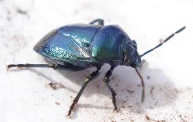 Attēlu rezultāti vaicājumam “Zicrona caerulea”