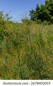 Attēlu rezultāti vaicājumam “Thalictrum minus”