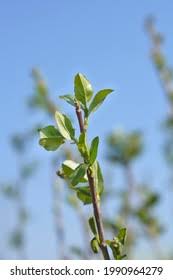 Attēlu rezultāti vaicājumam “Aronia melanocarpa bud”