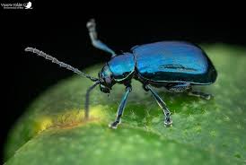 Attēlu rezultāti vaicājumam “Altica sp.”