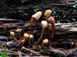 Attēlu rezultāti vaicājumam “Heyderia pusilla”