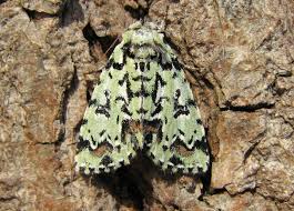 Attēlu rezultāti vaicājumam “Moma alpium”