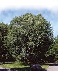 Attēlu rezultāti vaicājumam “Salix pentandra fruit”