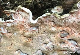 Attēlu rezultāti vaicājumam “Skeletocutis stellae”