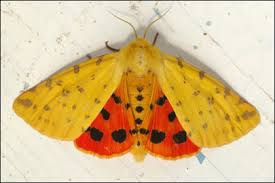 Attēlu rezultāti vaicājumam “Rhyparia purpurata”