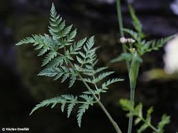 Attēlu rezultāti vaicājumam “Conioselinum tataricum”