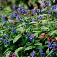 Attēlu rezultāti vaicājumam “Pulmonaria angustifolia leaf”
