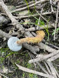 Attēlu rezultāti vaicājumam “Hypomyces armeniacus”