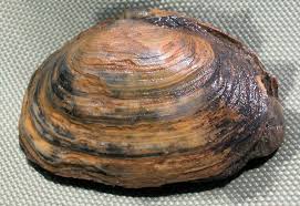 Attēlu rezultāti vaicājumam “Mya arenaria”