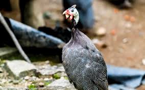 Attēlu rezultāti vaicājumam “Numida meleagris adult”