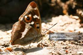 Attēlu rezultāti vaicājumam “Apatura iris underside”
