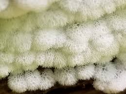 Attēlu rezultāti vaicājumam “Ceratiomyxaceae”