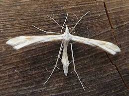 Attēlu rezultāti vaicājumam “Gillmeria pallidactyla”