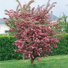 Attēlu rezultāti vaicājumam “Crataegus laevigata flower”