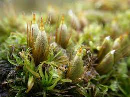 Attēlu rezultāti vaicājumam “Homomallium incurvatum sporophyte”