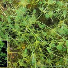 Attēlu rezultāti vaicājumam “Nitella flexilis”