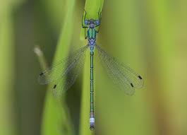 Attēlu rezultāti vaicājumam “Lestes dryas male”
