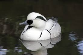 Attēlu rezultāti vaicājumam “Mergus albellus”