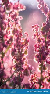 Attēlu rezultāti vaicājumam “Rumex thyrsiflorus”