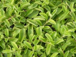 Attēlu rezultāti vaicājumam “Veronica officinalis leaf”