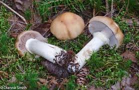 Attēlu rezultāti vaicājumam “Rozites caperata”