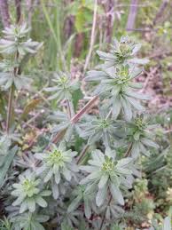 Attēlu rezultāti vaicājumam “Galium album bud”