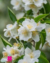 Attēlu rezultāti vaicājumam “Philadelphus coronarius flower”