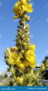 Attēlu rezultāti vaicājumam “Verbascum thapsus bud”