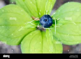 Attēlu rezultāti vaicājumam “Paris quadrifolia fruit”