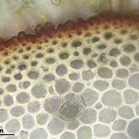 Attēlu rezultāti vaicājumam “Palustriella falcata”