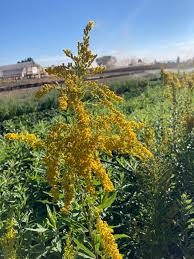 Attēlu rezultāti vaicājumam “Solidago canadensis fruit”