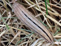 Attēlu rezultāti vaicājumam “Hipparchia alcyone underside”