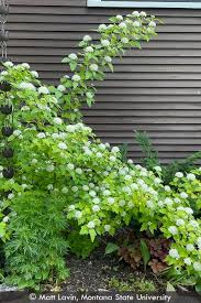 Attēlu rezultāti vaicājumam “Physocarpus opulifolius”