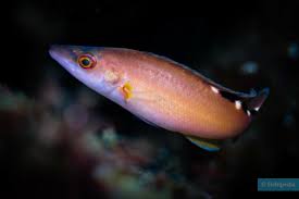 Image result for Labrus mixtus