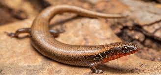 Attēlu rezultāti vaicājumam “Lycogala persicum sessile”