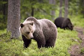 Image result for brown bear