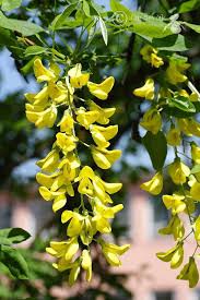 Attēlu rezultāti vaicājumam “Laburnum alpinum”