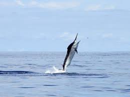 Image result for Istiompax indica