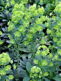 Image result for Wolfsmilch