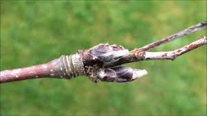 Attēlu rezultāti vaicājumam “Sorbus aucuparia bud”