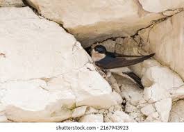 Attēlu rezultāti vaicājumam “Delichon urbicum nest”