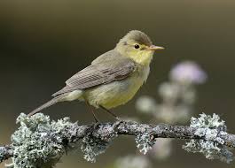 Image result for Hippolais polyglotta