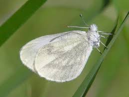 Attēlu rezultāti vaicājumam “Leptidea sinapis underside”