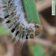 Attēlu rezultāti vaicājumam “Lasiocampa trifolii male”