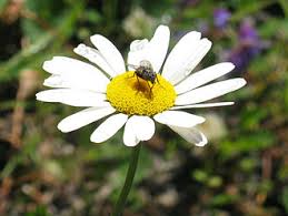 Image result for Leucanthemum vulgare