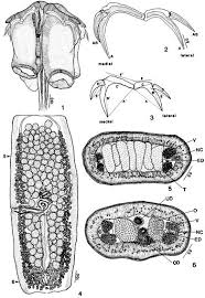 Image result for Furgaleus macki