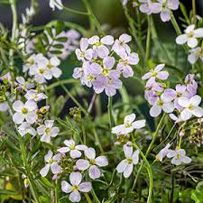 Attēlu rezultāti vaicājumam “Cardamine pratensis flower”