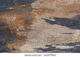 Attēlu rezultāti vaicājumam “Merismodes anomala”